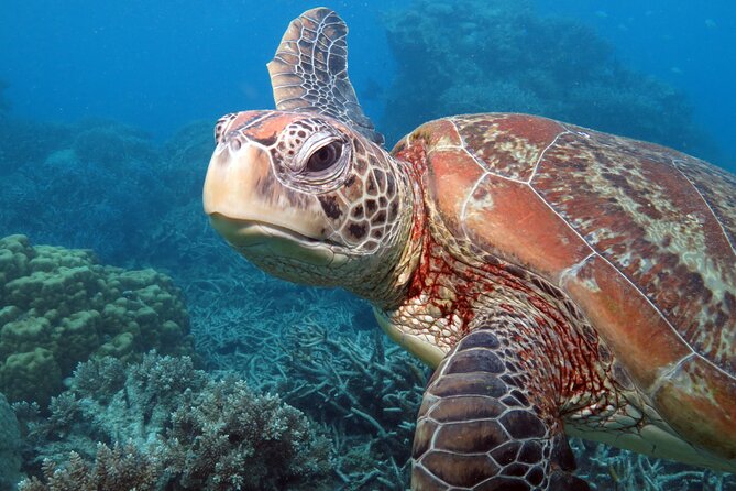 Snorkelling or Glass Bottom Boat at Green Island from Cairns - The Island Facilities: Pool Time Is Not Just a Bonus