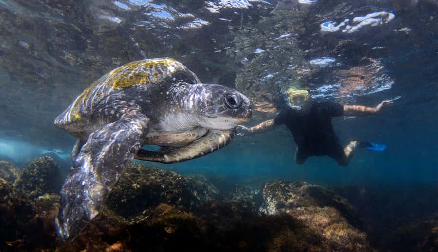 Snorkelling with Turtles at Cook Island Marine Rserve - Key highlights worth knowing