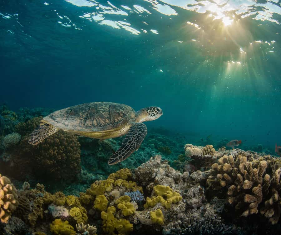 Snorkelling with Turtles at Cook Island Marine Rserve - Cook Island Marine Reserve: Why the turtles feel like the main event