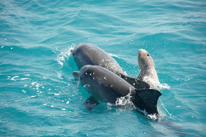 Snubfin Dolphin Eco Cruise from Broome - Key things that make this eco cruise worth your time