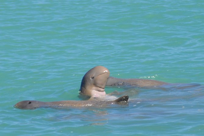 Snubfin Dolphin Eco Cruise from Broome - Ballena-style comfort: catamaran viewing decks, restrooms, and shade