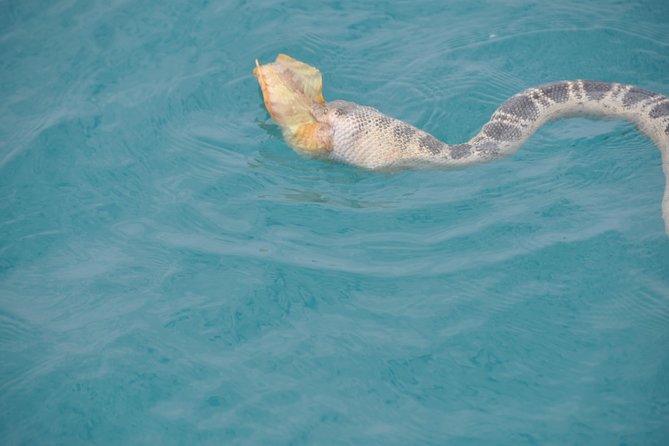 Snubfin Dolphin Eco Cruise from Broome - How the 4 hours 15 minutes typically plays out