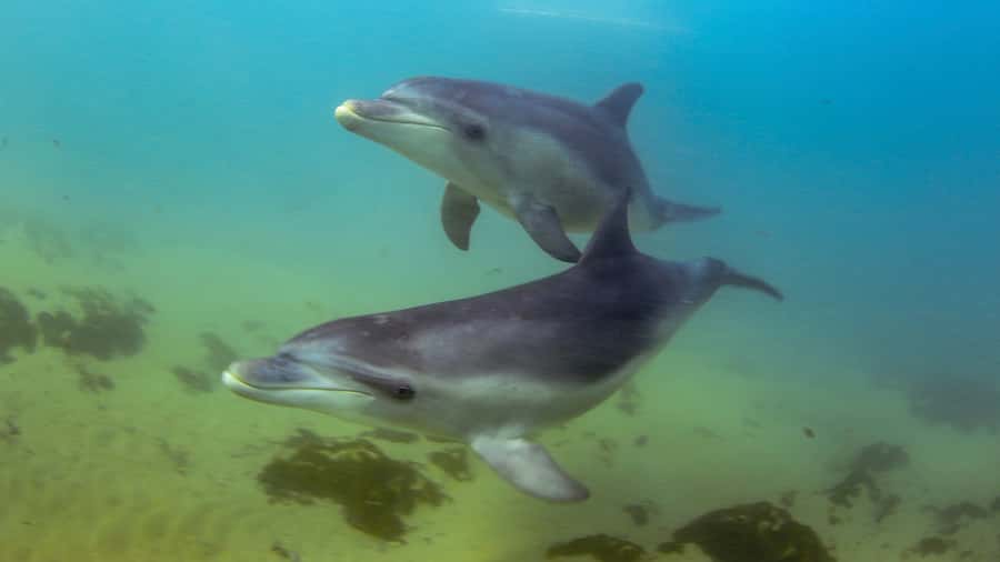 Sorrento: Dolphins & Seals Snorkeling Cruise w/ Lunch - Key things I’d zoom in on