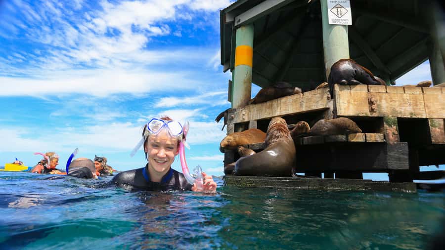 Sorrento: Dolphins & Seals Snorkeling Cruise w/ Lunch - Australian fur seals: the real star of the first snorkel