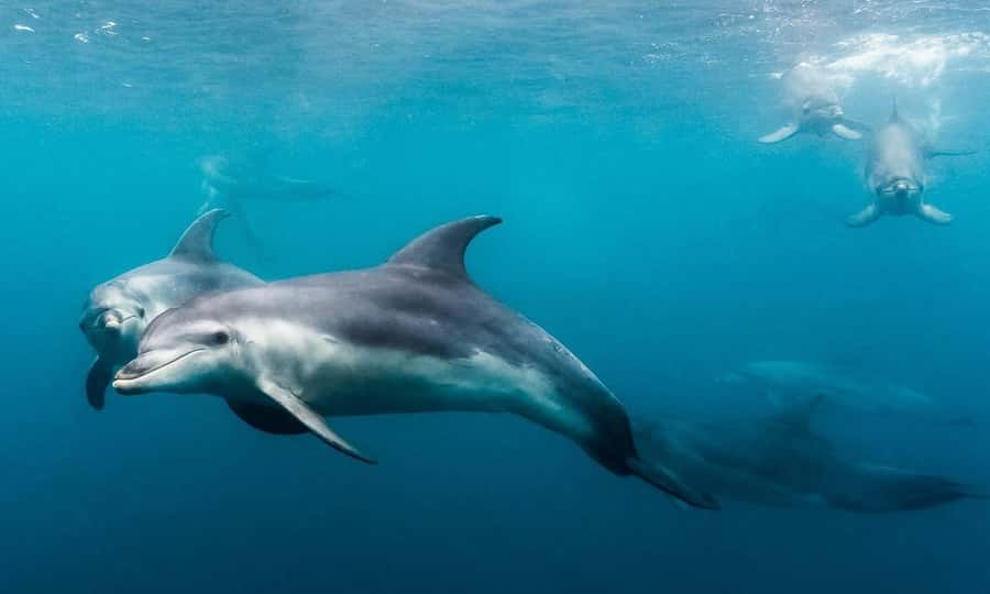 Sorrento: Dolphins & Seals Snorkeling Cruise w/ Lunch - Price and value: is $148 worth it for 3 hours?