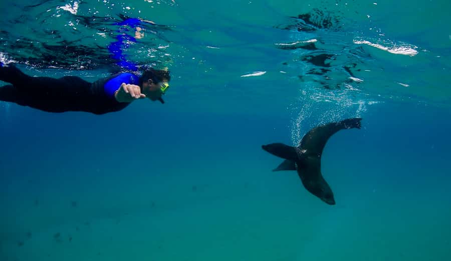 Sorrento: Seal and Sea Dragons 2-Hour Snorkel Experience - Key highlights worth knowing