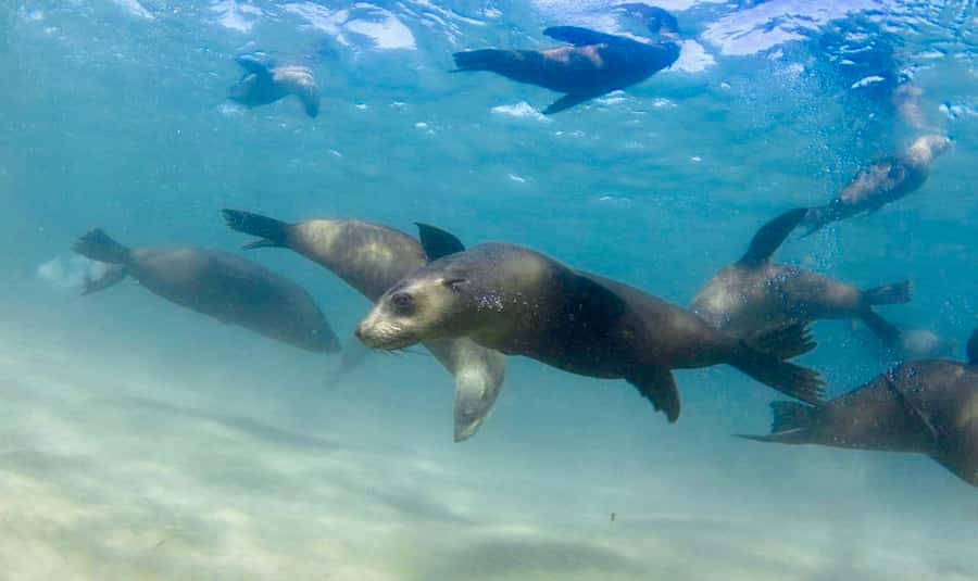 Sorrento: Seal and Sea Dragons 2-Hour Snorkel Experience - Gear and comfort: wetsuits, cold water, and what to pack