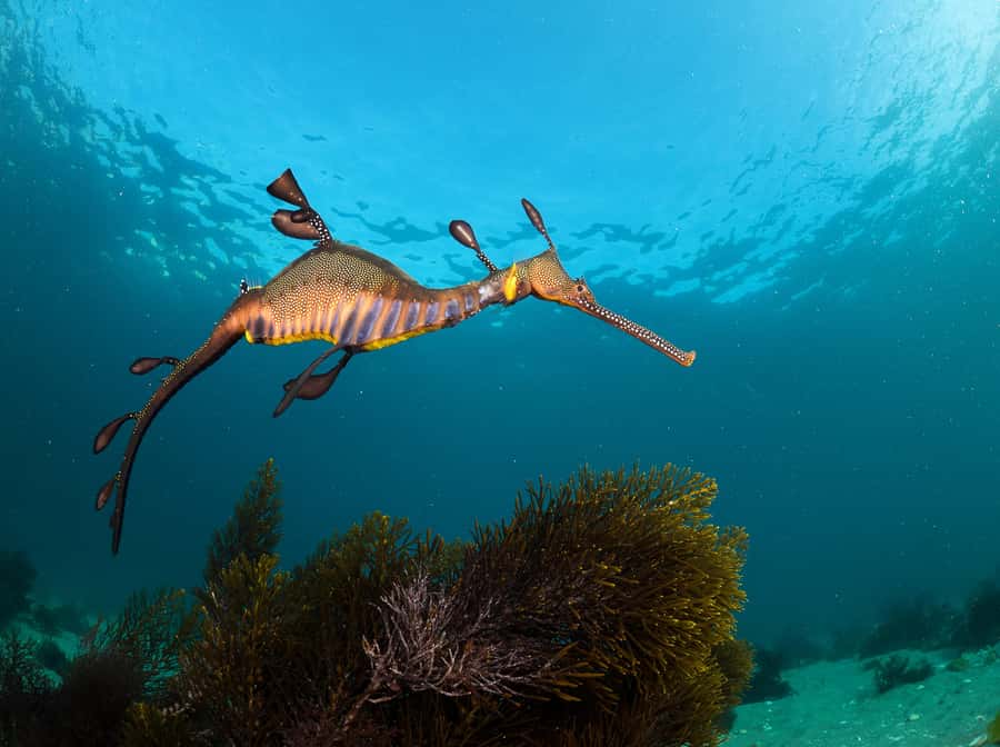 Sorrento: Seal and Sea Dragons 2-Hour Snorkel Experience - Weedy seadragon snorkelling: kelp beds, patience, and photo moments