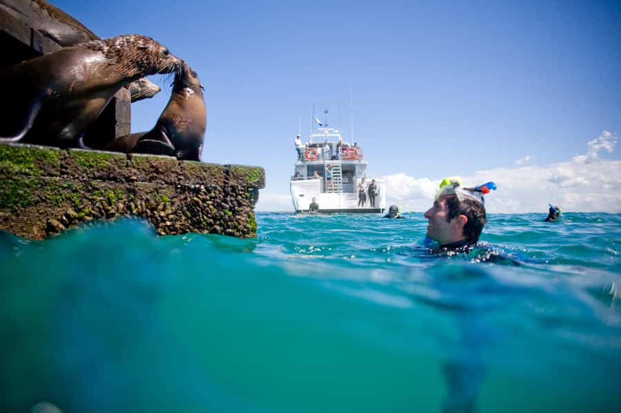 Sorrento: Seal and Sea Dragons 2-Hour Snorkel Experience - The cruise itself: coastline views and learning from the guides