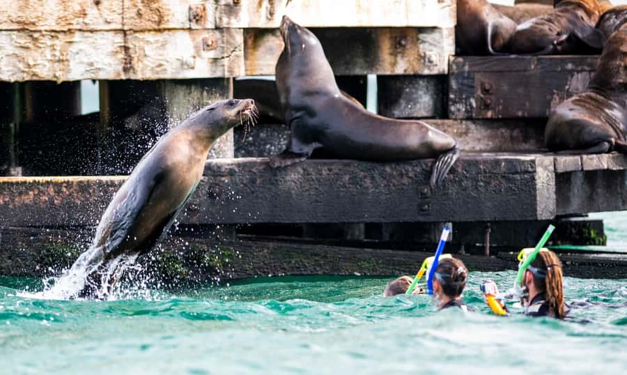 Sorrento: Seal and Sea Dragons 2-Hour Snorkel Experience - Price and value: what $92 includes and why it makes sense