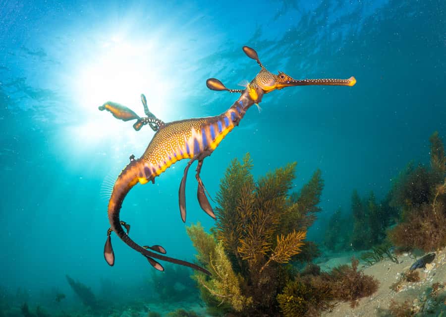 Sorrento: Seal and Sea Dragons 2-Hour Snorkel Experience - Who this is best for (and who should choose something else)