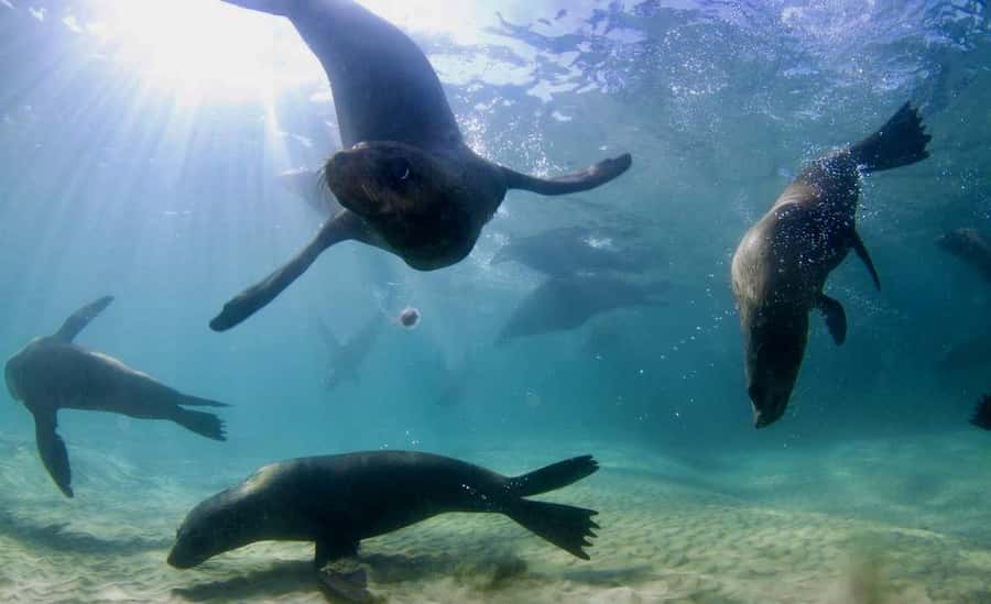 Sorrento: Seal and Sea Dragons 2-Hour Snorkel Experience - Two snorkels, not one: the flow of your 2-hour experience