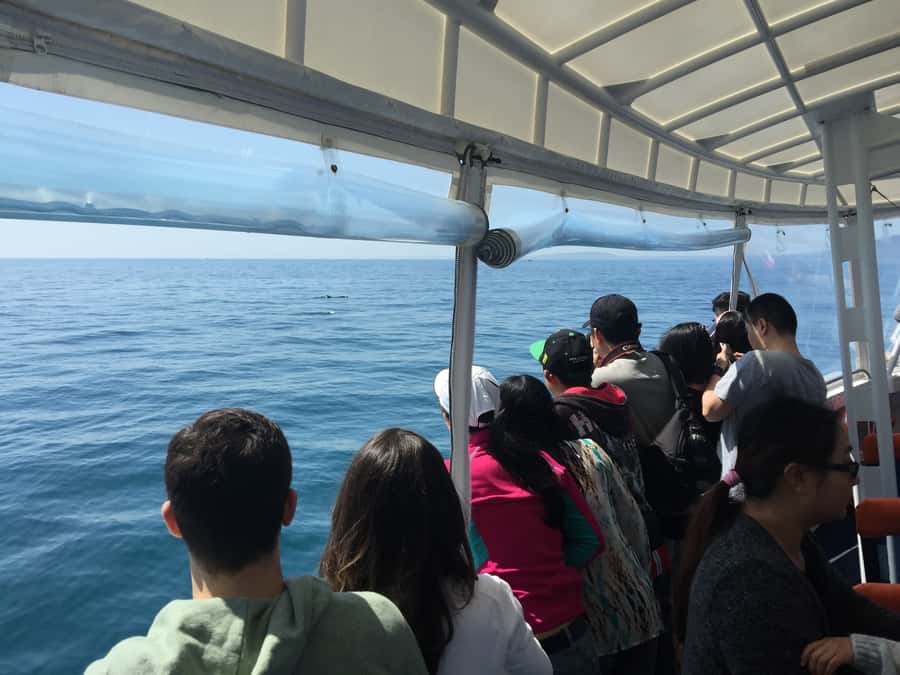 Sorrento,Mornington Peninsula: Wildlife & Sightseeing Cruise - Key points before you go