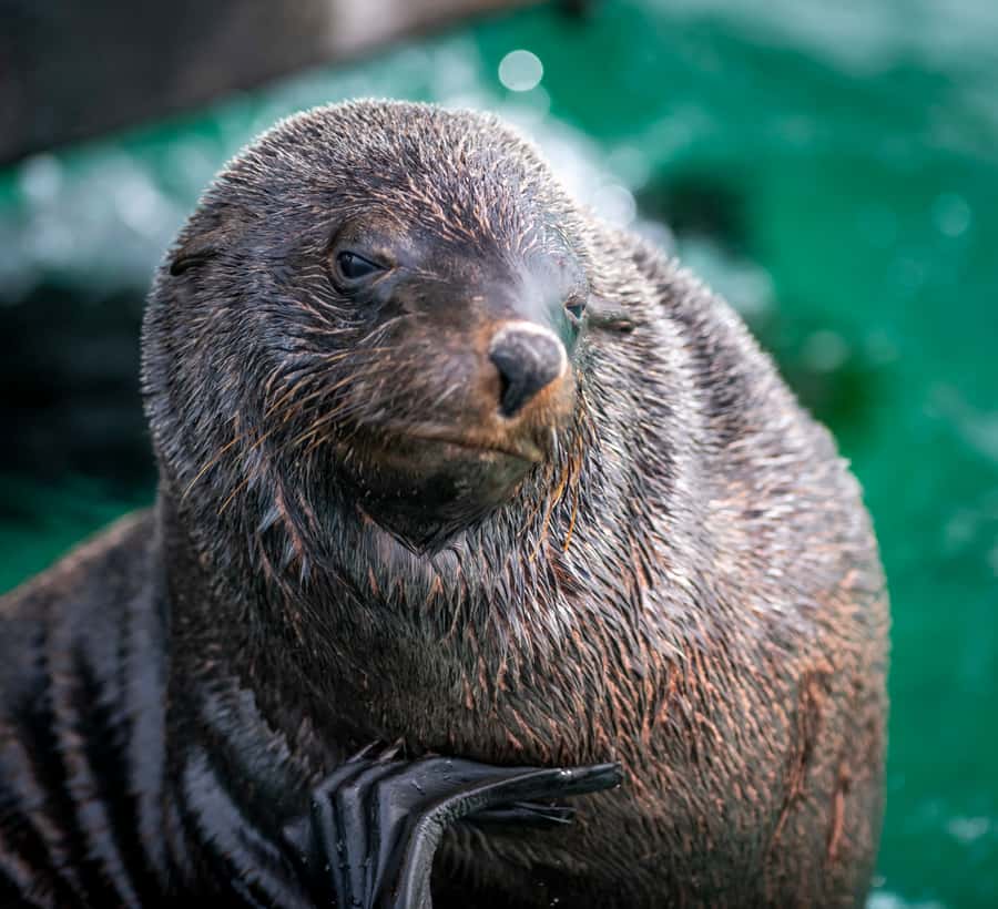 Sorrento,Mornington Peninsula: Wildlife & Sightseeing Cruise - Onboard comfort and the cafe: where to stand, sit, and sip