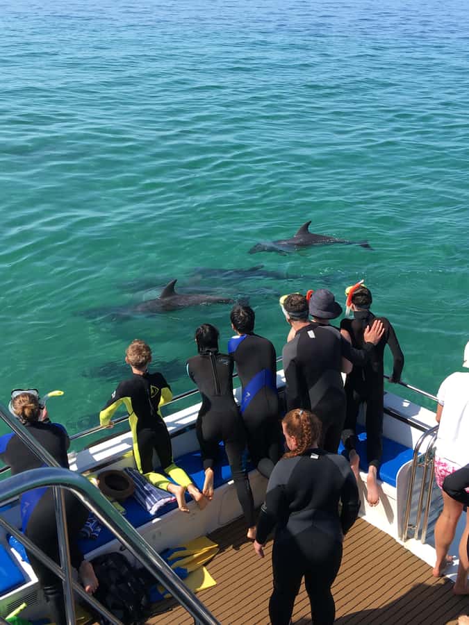 Sorrento,Mornington Peninsula: Wildlife & Sightseeing Cruise - Who this cruise is perfect for (and who should think twice)