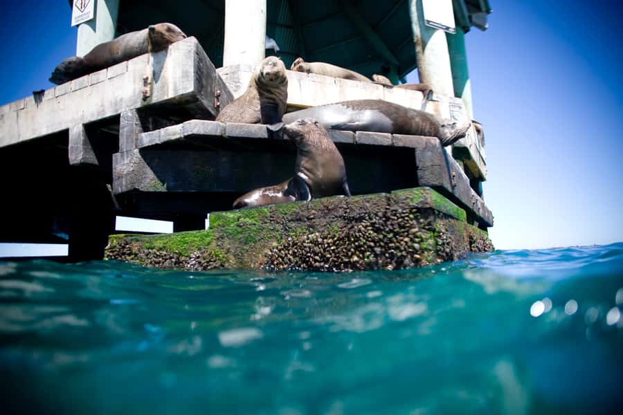Sorrento,Mornington Peninsula: Wildlife & Sightseeing Cruise - Practical tips so you enjoy it more