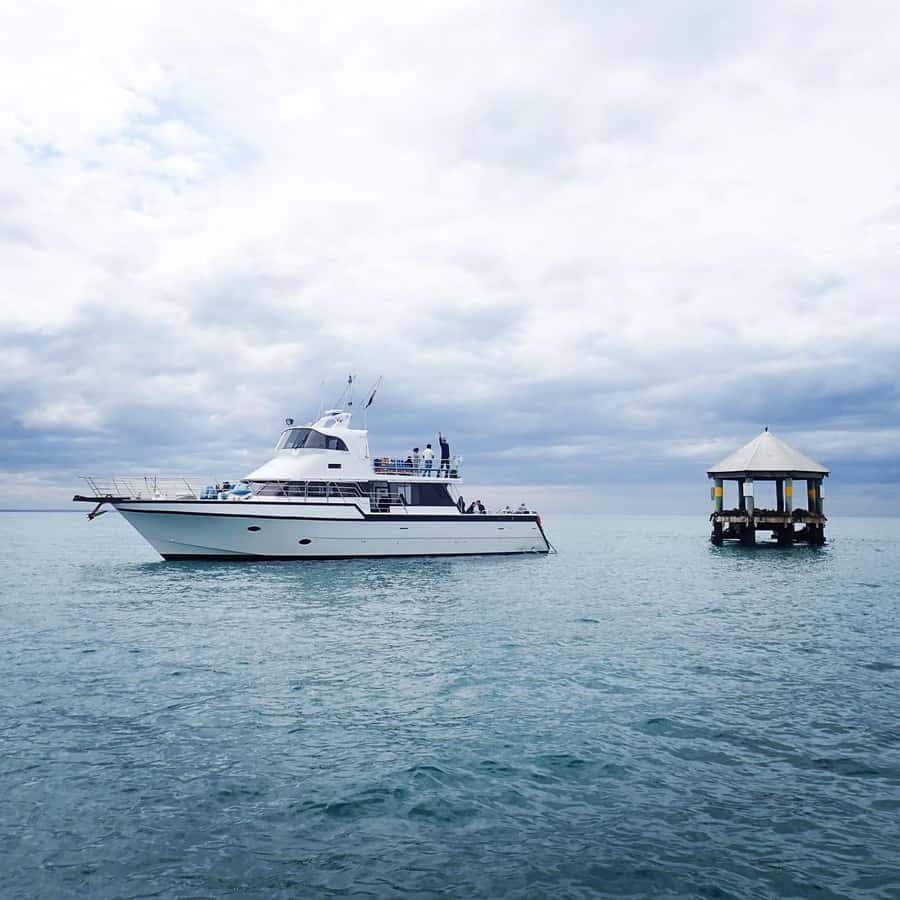 Sorrento,Mornington Peninsula: Wildlife & Sightseeing Cruise - Spotting wildlife fast: seals, seabirds, and dolphins on Southern Port Phillip Bay