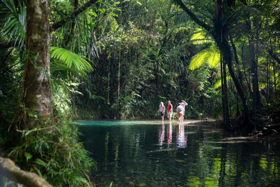 Southern Daintree Explorer Tour - Half Day - Pickup, Vehicle Comfort, and the Small-Group Advantage