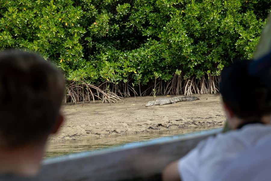 Southern Daintree Explorer Tour - Half Day - The Daintree River Wildlife Cruise: Crocs, Birds, and Ecosystem Clues