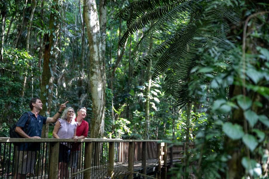 Southern Daintree Explorer Tour - Half Day - Price and Value: Does $101 Add Up?
