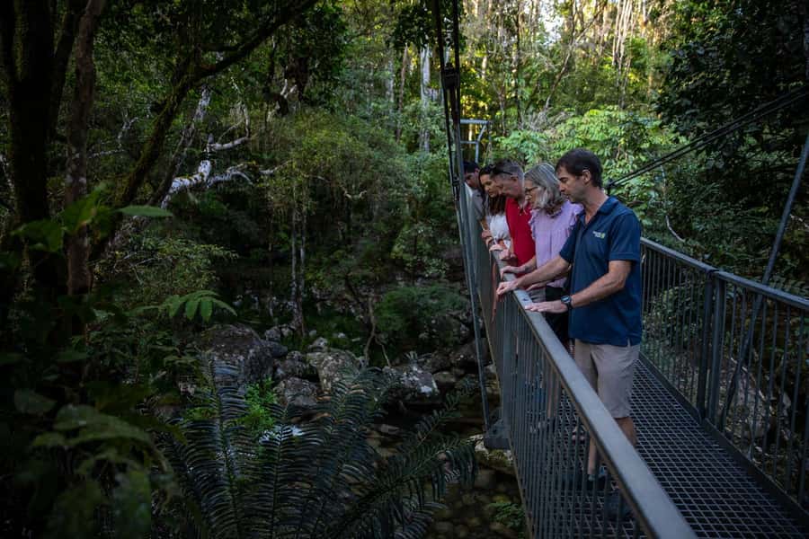 Southern Daintree Explorer Tour - Half Day - Who This Southern Daintree Explorer Tour Is For
