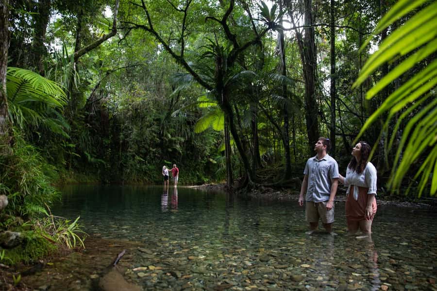 Southern Daintree Explorer Tour - Half Day - Mossman Gorge: The Southern Daintree’s Best First Impression