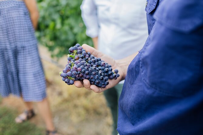 Sparkling Masterclass with Vineyard Tour and 4 Course Lunch - Traditional method explained with what you can actually taste