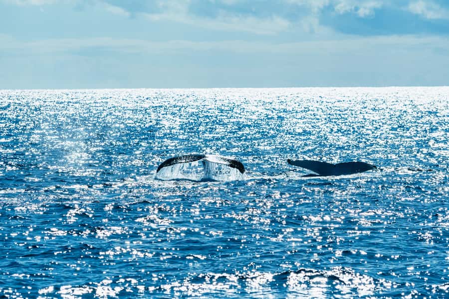 Spirit of Gold Coast 2.5-Hour Whale Watching Tour - Start Here: Aqua Adventure Centre on Southport’s Marine Parade
