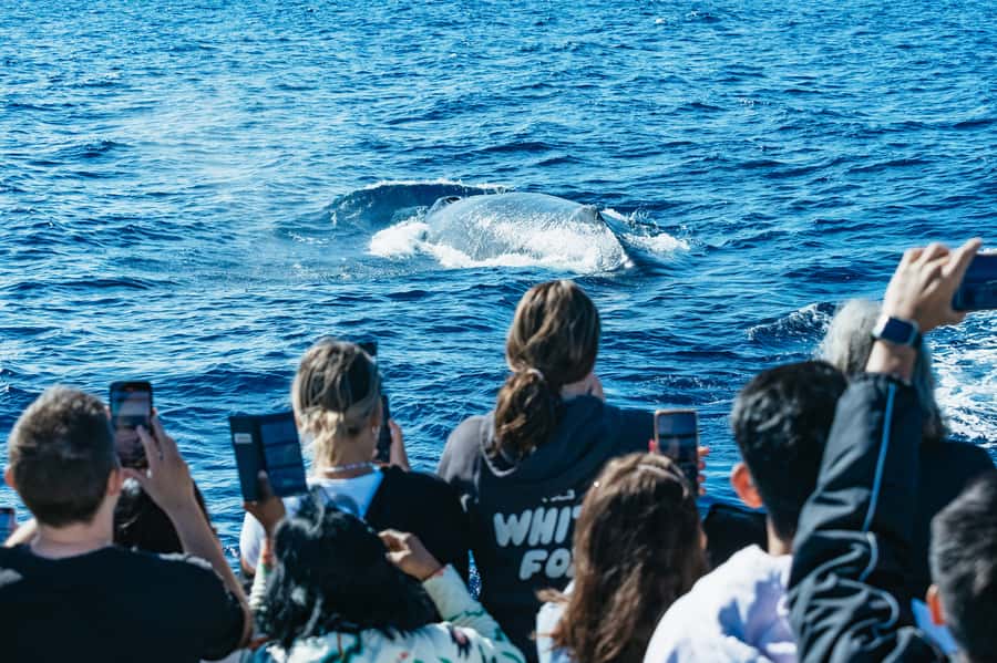 Spirit of Gold Coast 2.5-Hour Whale Watching Tour - What the 2.5-Hour Cruise Really Feels Like