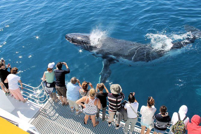 Spirit of Hervey Bay Whale Watching Cruise - Whale-Spotting Tools on Board: Hydrophone and Underwater Viewing