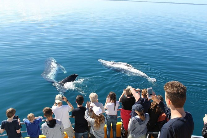 Spirit of Hervey Bay Whale Watching Cruise - The 4.5 Hours: Tea, a Licensed Bar, and the Pace of the Trip
