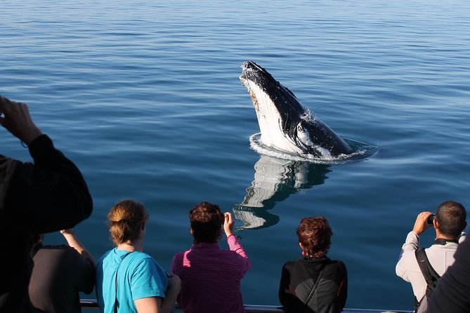 Spirit of Hervey Bay Whale Watching Cruise - Other Wildlife Chances: Dolphins, Turtles, Seabirds, and That Dingo Hope