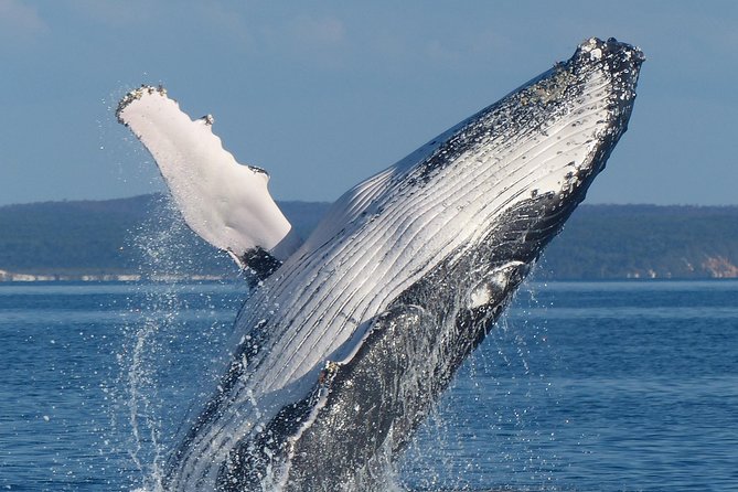 Spirit of Hervey Bay Whale Watching Cruise - Where You Go for Whales: Fraser Island Coast and Migration Zones