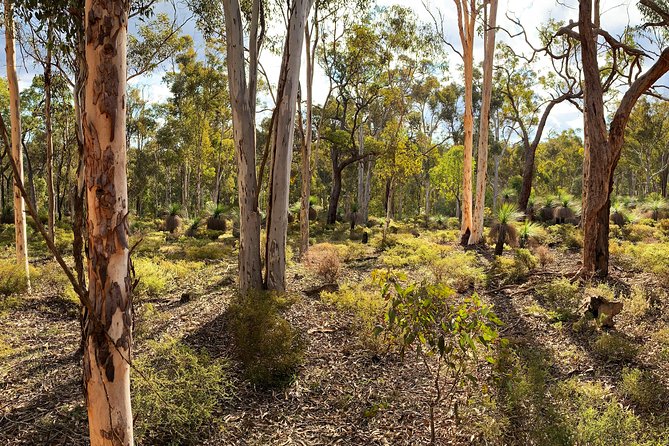 Spring Wildflower Private Day Tours - Kings Park and Botanic Garden: spring color plus big variety