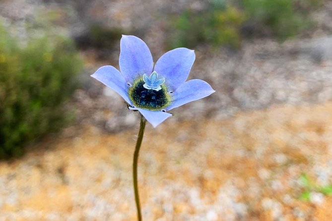 Spring Wildflower Private Day Tours - Araluen Botanic Park: tulips in late spring and nonstop interest