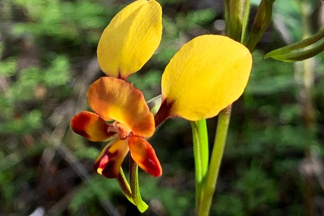 Spring Wildflower Private Day Tours - Toodyay: a country-town reset and a flexible lunch break