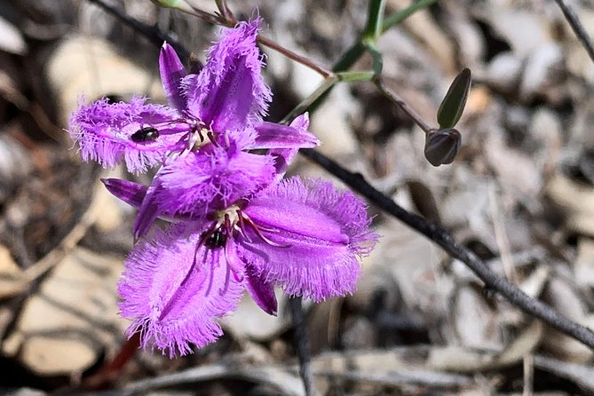 Spring Wildflower Private Day Tours - Price and value: what $395.19 per person really covers