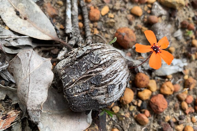 Spring Wildflower Private Day Tours - Private-day comfort: pickup, air-con car, and your pacing