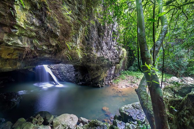 Springbrook andTamborine Rainforest Tour Incl Natural Bridge and Glow Worm Cave - Key Points That Make This Tour Worth Your Time