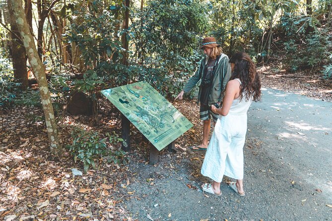 Springbrook andTamborine Rainforest Tour Incl Natural Bridge and Glow Worm Cave - From Brisbane Out to the Rainforest: How the Day Flows