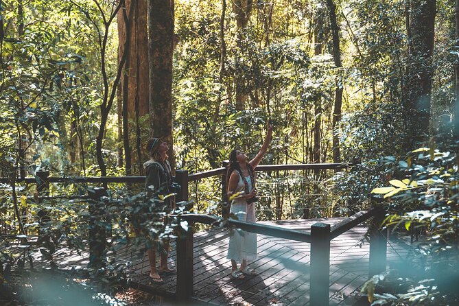 Springbrook andTamborine Rainforest Tour Incl Natural Bridge and Glow Worm Cave - Cedar Creek Glow Worm Caves: Daytime Viewing That Actually Makes Sense