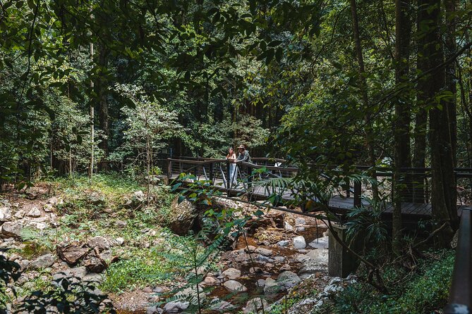 Springbrook andTamborine Rainforest Tour Incl Natural Bridge and Glow Worm Cave - Hinze Dam Wildlife Pause: Where Roads Turn Into Animal Watching