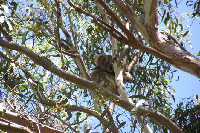 Stradbroke Island 4WD Day Trip from Brisbane - Main Beach Drive and Wildlife Spotting on the Sand