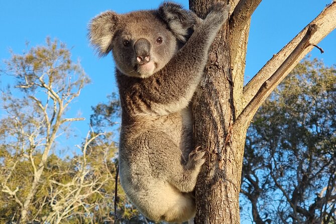 Stradbroke Island Eco Day Trip from Brisbane – Wildlife & Beaches - Key points at a glance