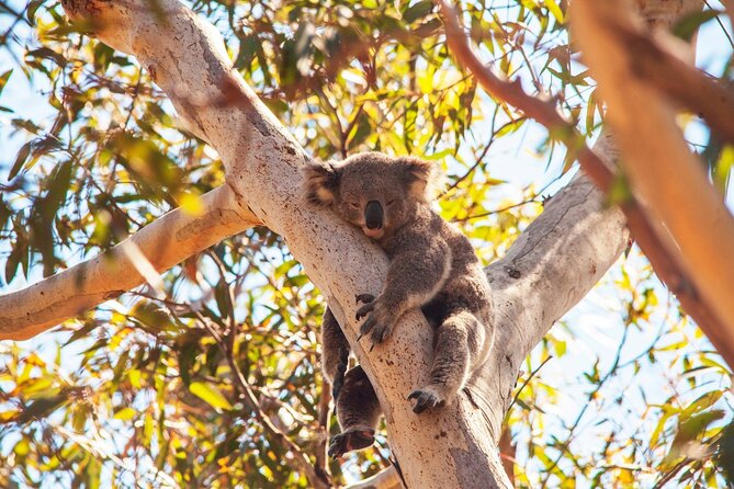 Stradbroke Island Eco Day Trip from Brisbane – Wildlife & Beaches - Point Lookout: Queensland’s easterly whale-watching spot