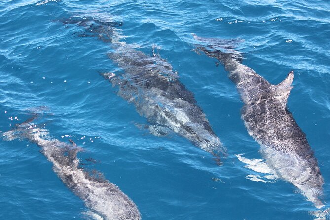 SUMMER K'gari (Fraser Island) Boom-net & Sightseeing Cruise - Marine wildlife spotting in the Great Sandy Marine Park