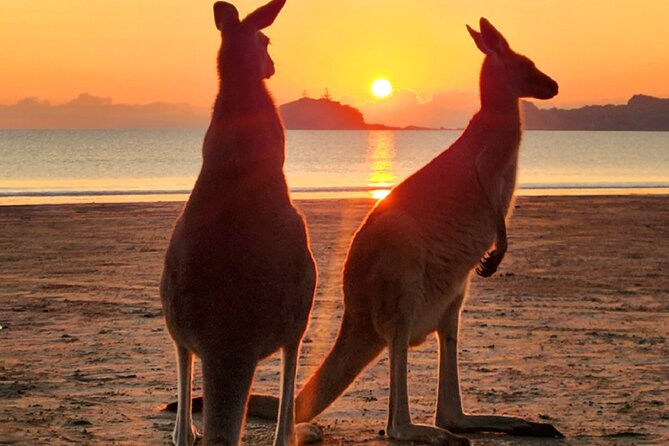 Sunrise with the kangaroos and wallabies - Quick hits before the 3am pickup
