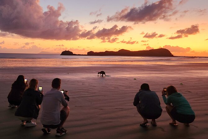 Sunrise with the kangaroos and wallabies - Stop 4 back at Airlie Beach: how the return ride adds scenery