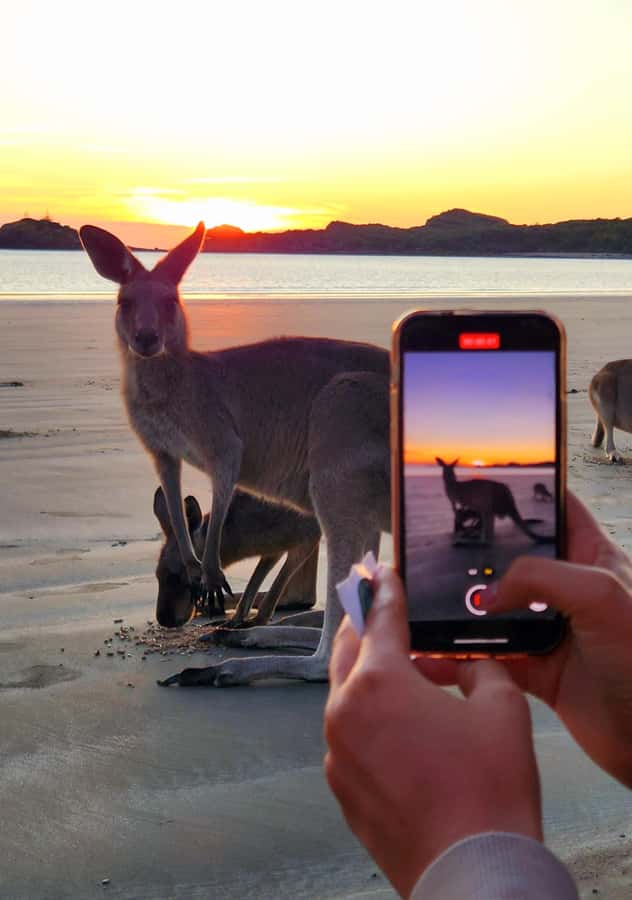 Sunrise with the Kangaroos & Wallabies - Airlie Beach - Wildlife at the Beach: How to Get the Best Sunrise Animal Moments