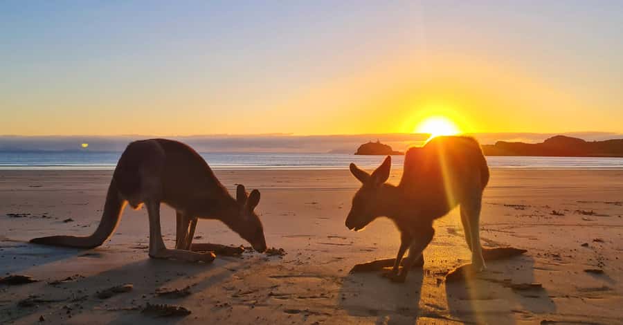Sunrise with the Kangaroos & Wallabies - Airlie Beach - Timing, Comfort, and Photography Tips for Ocean Sunrise